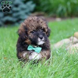 Frankie, Havapoo Puppy